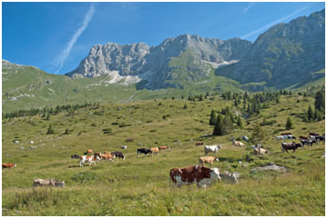 Malga di Montasio